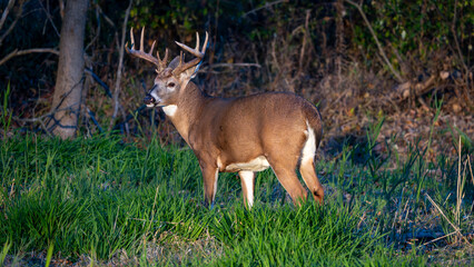 White Tail Buck