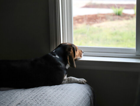 Bored Dog stares out window