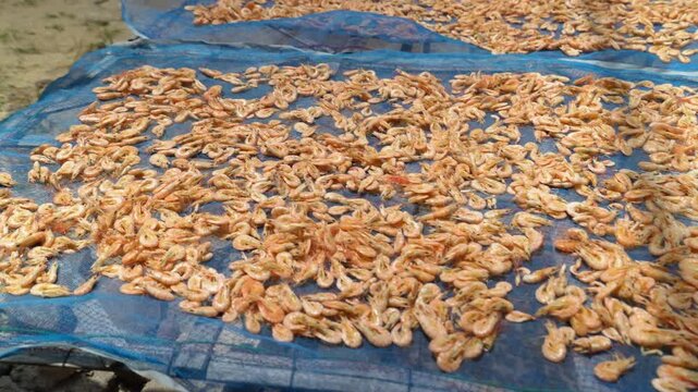 Traditional Sun-Drying of Koh Yo Dried Shrimp (Kung Haeng) on Blue Netting in Songkhla, Thailand 4K Close-Up