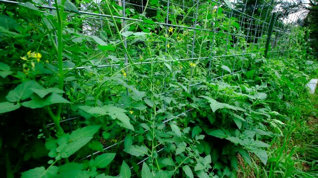 Close up of Chico or plum green tomatoes hanging from vines and moving camera away revealing more plants tangled to trellis with lot of unripe fruits