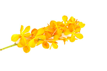 Obraz premium Orange mokara orchid on white background.