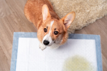 Adorable corgi puppy in a domestic environment, sitting on a training pad with a soft rug nearby, displaying curiosity and innocence.