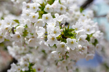 Branches of sakura flowers, cherry blossom