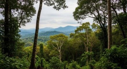 Obraz premium A lush, green forest with a mountain range in the background, viewed from a high vantage point with a clear view of the trees and the sky.