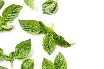 Sweet basil leaves on white background.