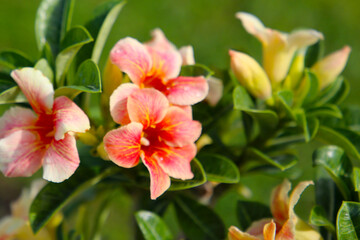 Adenium obesum, Desert rose flowers in full bloom.