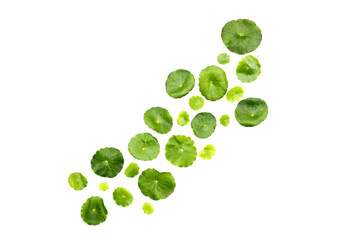 Centella asiatica plant (Gotu Kola) Fresh herb leaves