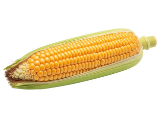 Fresh yellow corn on the cob with green husks, ripe and ready for cooking