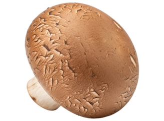 Fresh brown cremini mushroom with textured cap and short stem for cooking