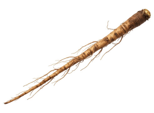 Freshly harvested parsnip root vegetable with fine rootlets for cooking