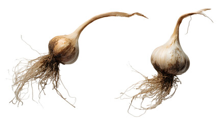 The natural garlic displays realistic freshness and detail, isolated on white