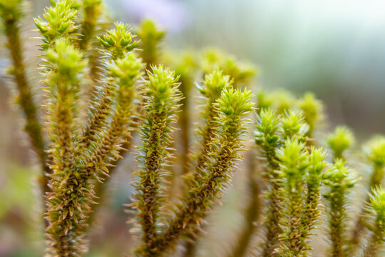 Huperzia is a genus of lycophyte plants, sometimes known as the firmosses or fir clubmosses;  Moanalua Valley & Moanalua Ridge Trail to the Haiku Stairs (Stairway To Heaven), Honolulu, Oahu, Hawaii. 
