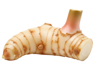 Fresh galangal root, a common ingredient in asian and thai cuisine, ready for cooking