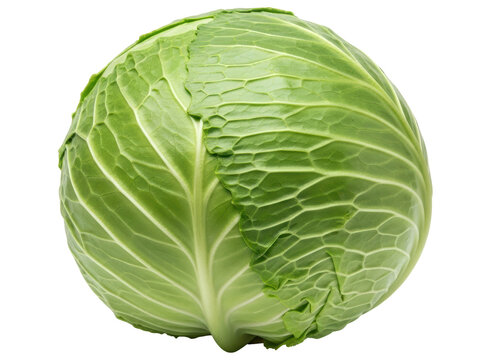 Fresh green cabbage head with vibrant leaves, ready for healthy cooking and salads.