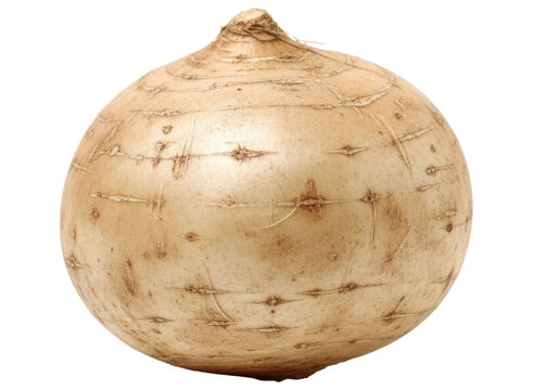 Whole raw jicama root, a healthy and crisp mexican turnip vegetable