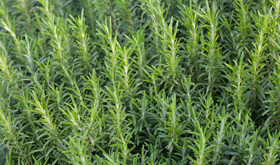 Rosemary plant, Fresh herb in the garden