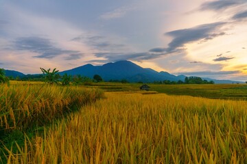 Obraz premium Beautiful morning view indonesia Panorama Landscape paddy fields with beauty color and sky natural light