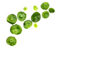 Centella asiatica plant (Gotu Kola) Fresh herb leaves