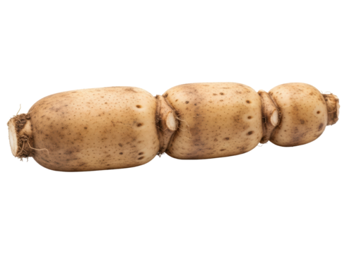 Whole fresh lotus root, a healthy and versatile asian vegetable for culinary use.