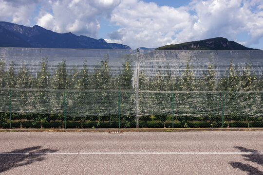 Apples on trees under nets in a plantation