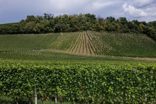 View of vineyards with grapevines