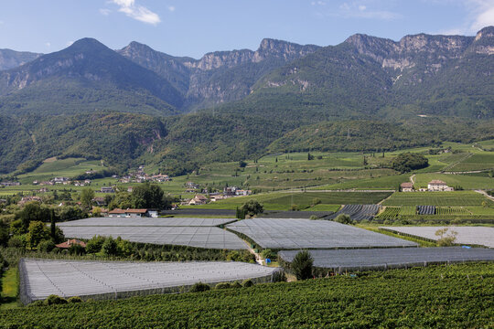 View of a valley with orchards and a mountain in South Tyrol.
