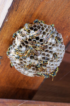 Many wasps crawling on a nest