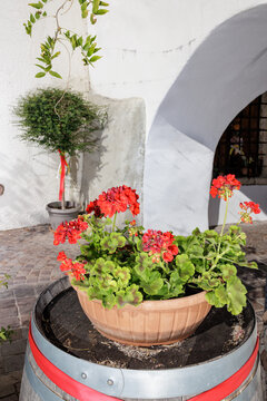 Close-up of geraniums in a pot in the alleys