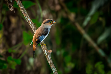 colorful bird Silver-breasted broadbill (Serilophus lunatus) build a nest.