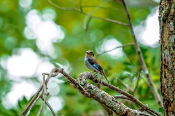 colorful bird Silver-breasted broadbill (Serilophus lunatus) build a nest.