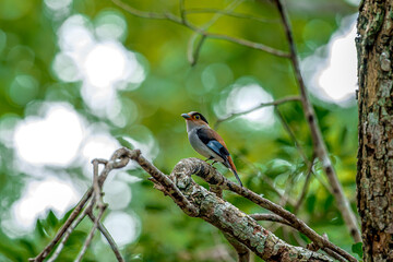 colorful bird Silver-breasted broadbill (Serilophus lunatus) build a nest.