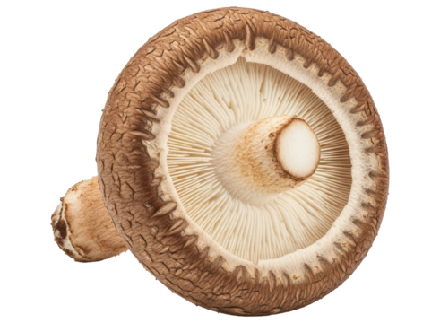 Underside view of a fresh shiitake mushroom with visible gills and stem