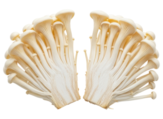 Fresh enoki mushrooms with long stems and small caps ready for cooking