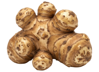 Fresh organic jerusalem artichoke tuber with earthy skin ready for healthy cooking