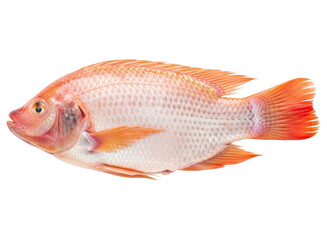 Obraz premium Fresh red tilapia fish with vibrant scales ready for cooking and seafood cuisine