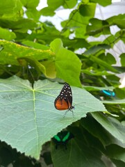 butterfly on a flower