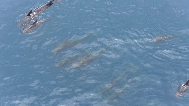 A small pod of Short-finned pilot whales, Globicephala macrorhynchus, swims in the Banda Sea, Indonesia. These highly social cetaceans can live over 40 years and can be found worldwide.