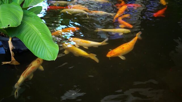 Crowd of Colorful Koi Fish Swimming Actively in Pond - Vibrant Orange and White Japanese Carp in 4K