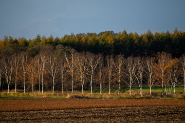 Obraz premium The quiet contrast between the trees standing on the vast land and the birch forest