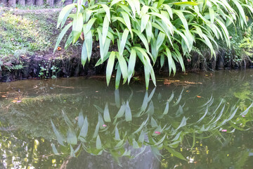 Planta reflejada en el agua