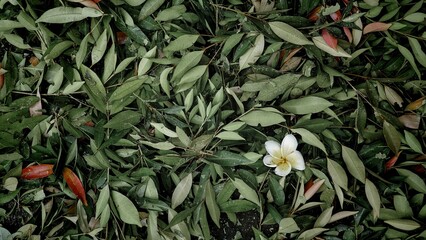 White Frangipani Flower on Fallen Leaves