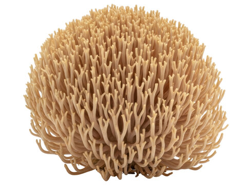 Detailed view of a creamy ramaria mushroom, a unique coral fungus with intricate branches