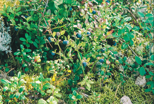 Blueberries Growing in Wild Forest Underbrush During Summer Season