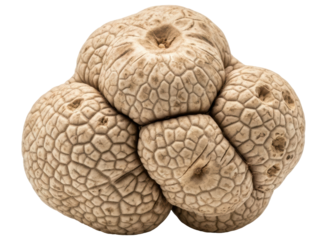 Organic, light brown, textured tuber with a unique convoluted form