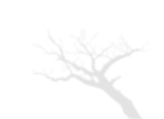 Large Bare Tree Silhouette Shadow Overlay