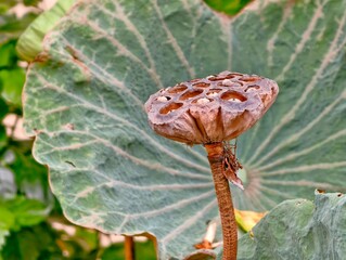 moth caterpillar on leaf