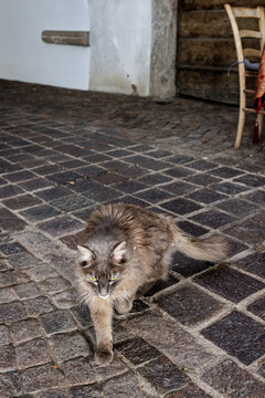 Bushy cat running around