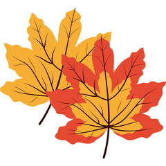 Fototapeta premium Two Autumn Maple Leaves Yellow and Orange with Dark Veins on Transparent Background Symbolizing Fall Season and Nature