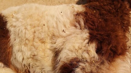 Enterotoxemia in a weak lamb showing rapid breathing and immobility due to high fever from this bacterial disease. Ideal for veterinary, livestock health, and educational footage on animal diseases.