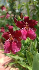 Elegant Burgundy Orchid Blooms